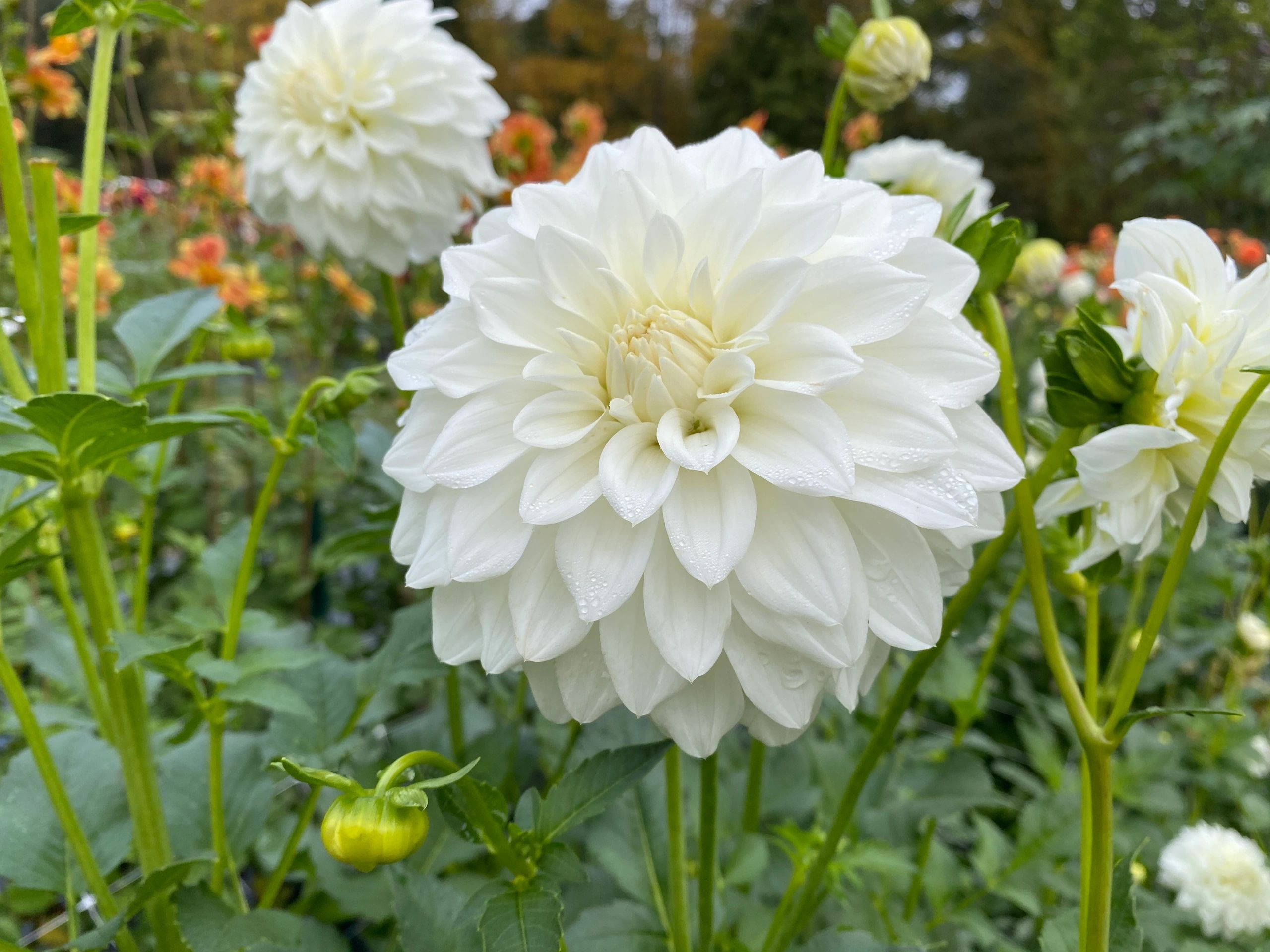 White Dahlias